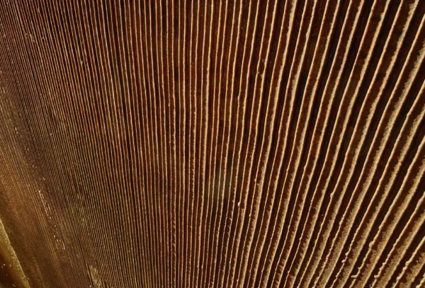 1019 XSTONE mineral veneer roll Rust High Rise