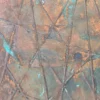1020 XSTONE mineral veneer roll Copper Spider