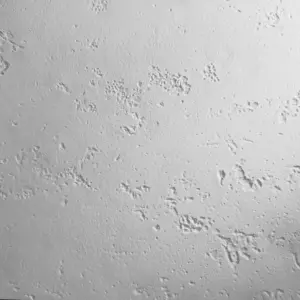 XStone -Texture - Travertin Rustic